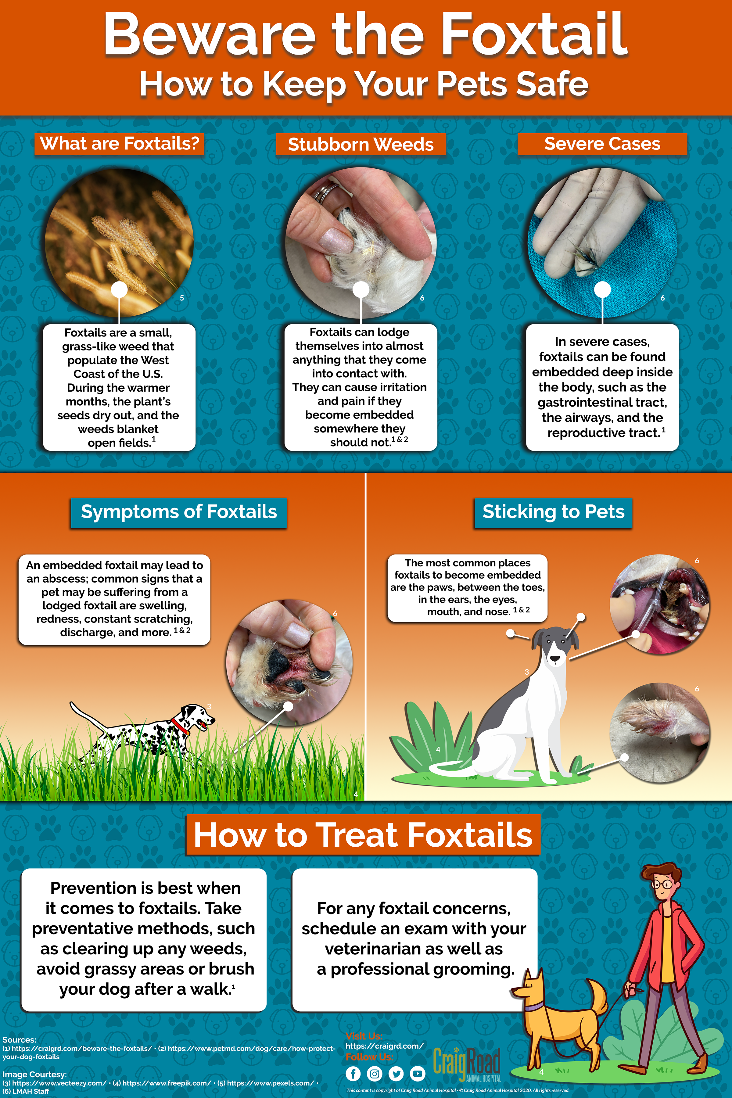 How To Spot And Remove Foxtails From Your Dog