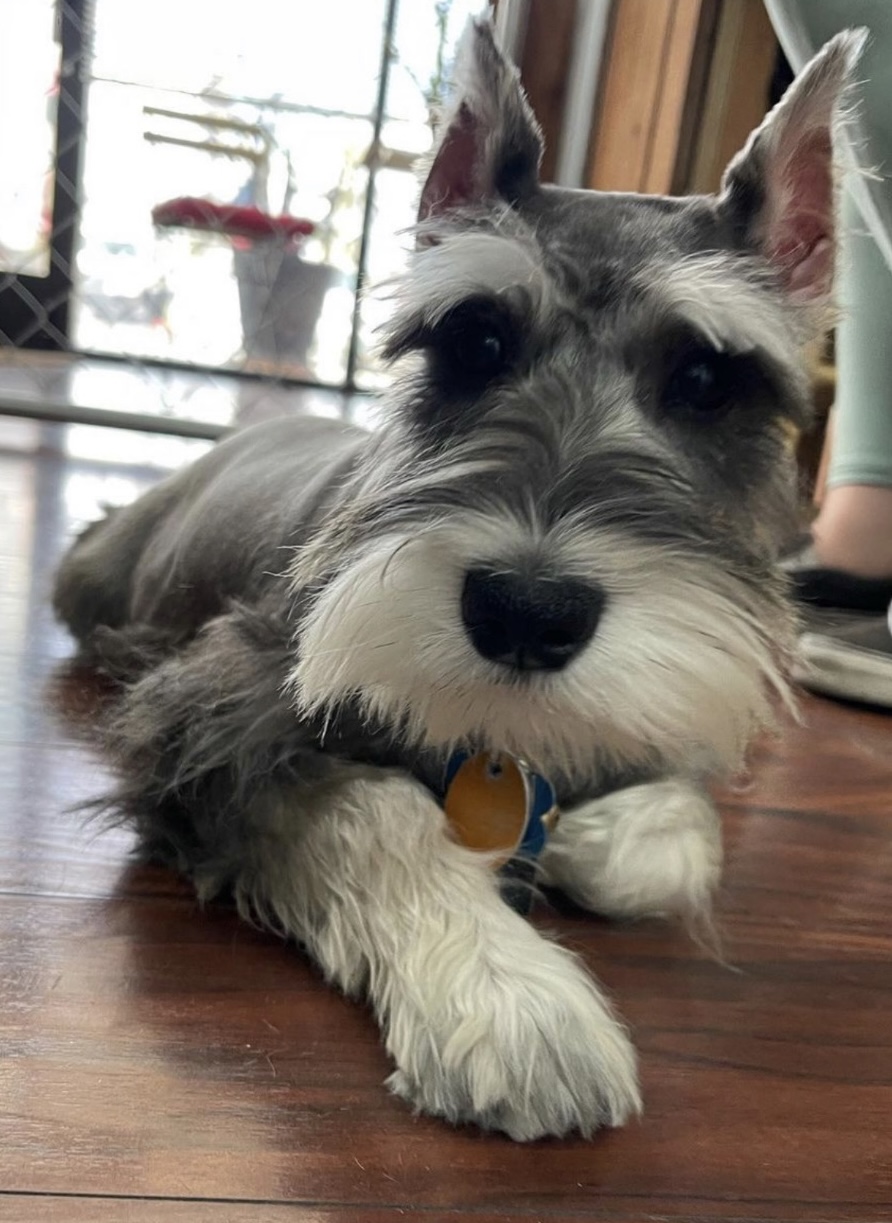 Puppy Blog: Introducing Tori!